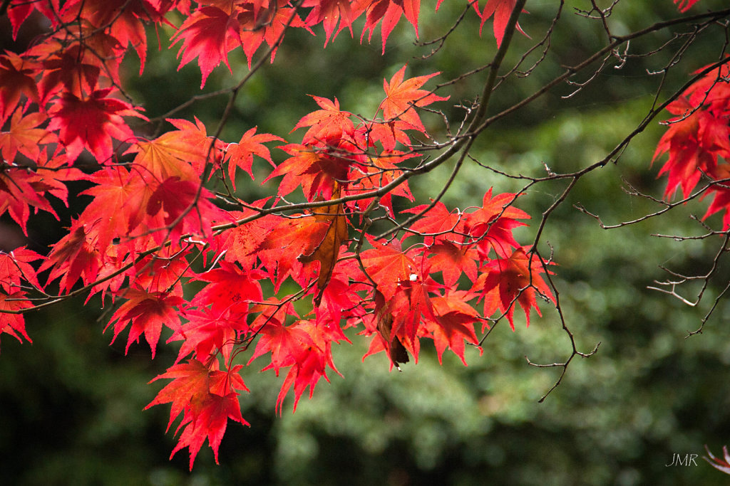 JMR-feuilles01.jpg